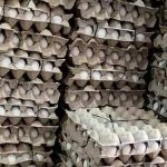 El Chelsea “se interesa” en el fútbol argentino gracias al proyecto de Javier Milei