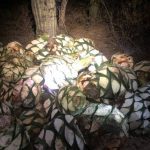 Christian Horner y Daniel Ricciardo, de vacaciones juntos