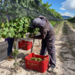 Acude Irene Olea ante la justicia federal por acusaciones de tortura, abuso y falsificación contra dos periodistas